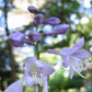 Tick Tock Hosta Plants online shopping