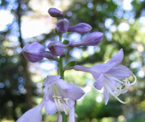 Tick Tock Hosta Plants online shopping