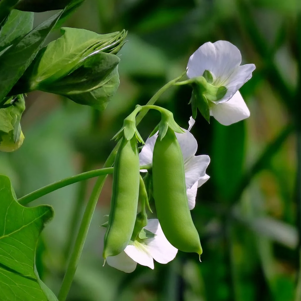 Oregon Sugar Pod II Snow Pea