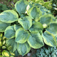 Moonrise Hosta Plants online shopping