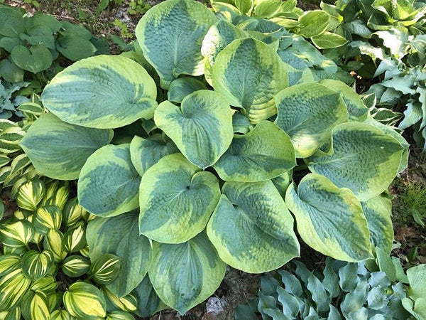 Moonrise Hosta Plants online shopping