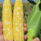 Enchanted F1 Corn