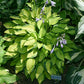 Made In Spades Hosta Plants online shopping