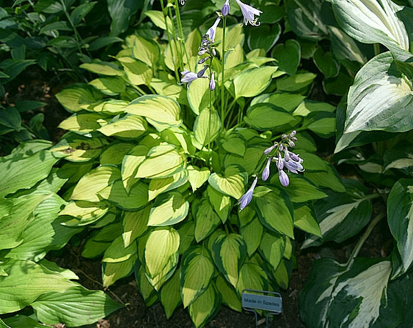 Made In Spades Hosta Plants online shopping