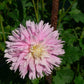 Chilson’s Pride Dahlia