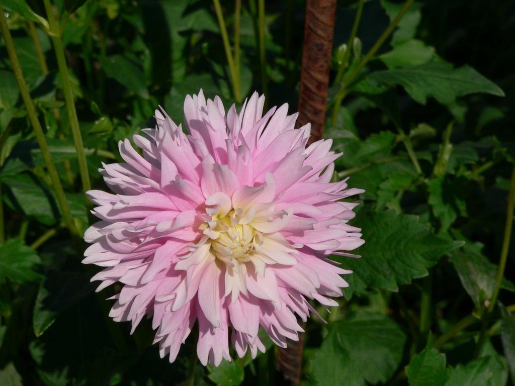 Chilson’s Pride Dahlia