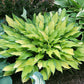 Pineapple Upsidedown Cake Hosta Plants online shopping