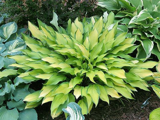 Pineapple Upsidedown Cake Hosta Plants online shopping