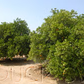Delta Valencia Orange Budwood citrus plant material online shopping