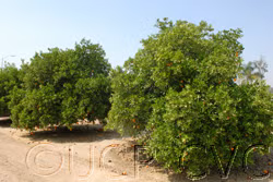Delta Valencia Orange Budwood citrus plant material online shopping