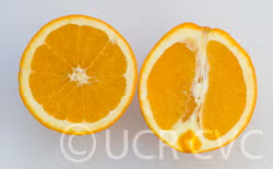 Skaggs Bonanza Navel Orange Budwood citrus plant material online shopping