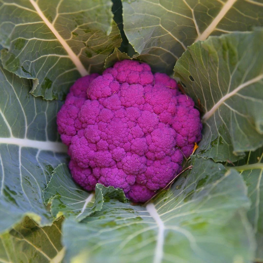 Graffiti Cauliflower