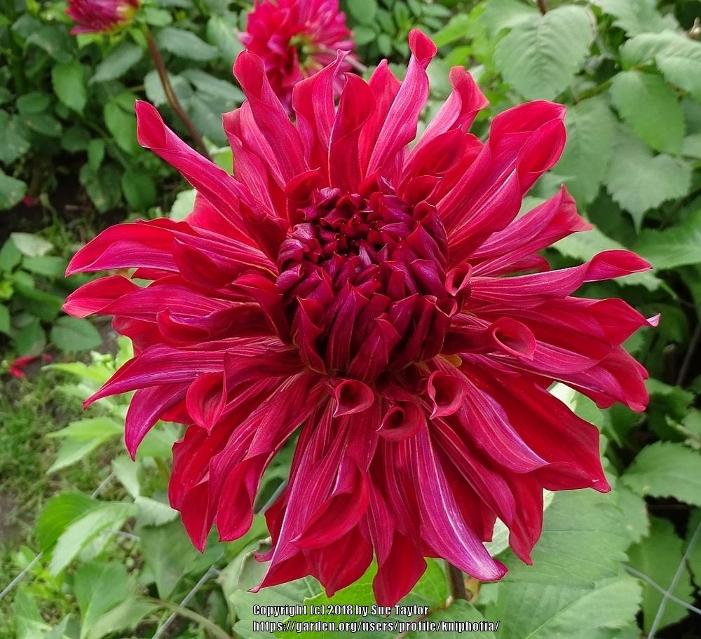 Zorro Dahlia