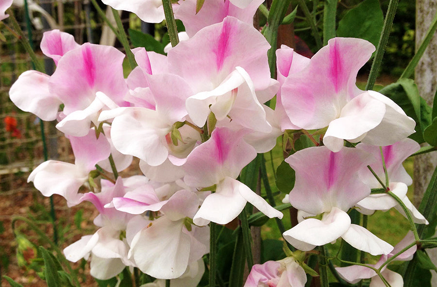 Enigma Sweet Pea seeds online shopping