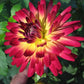 Macalister’s Pride Dahlia Plants online shopping