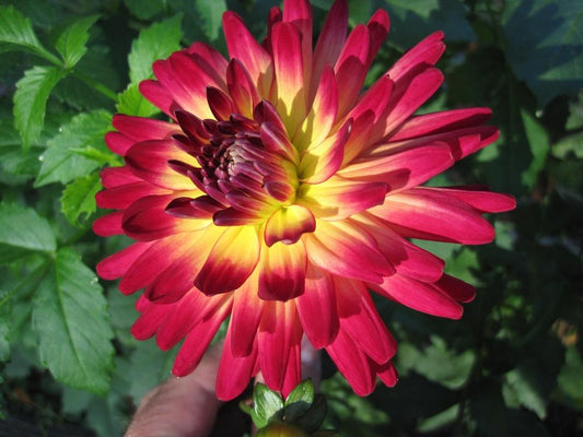 Macalister’s Pride Dahlia