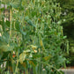 Sugar Daddy Snap Pea