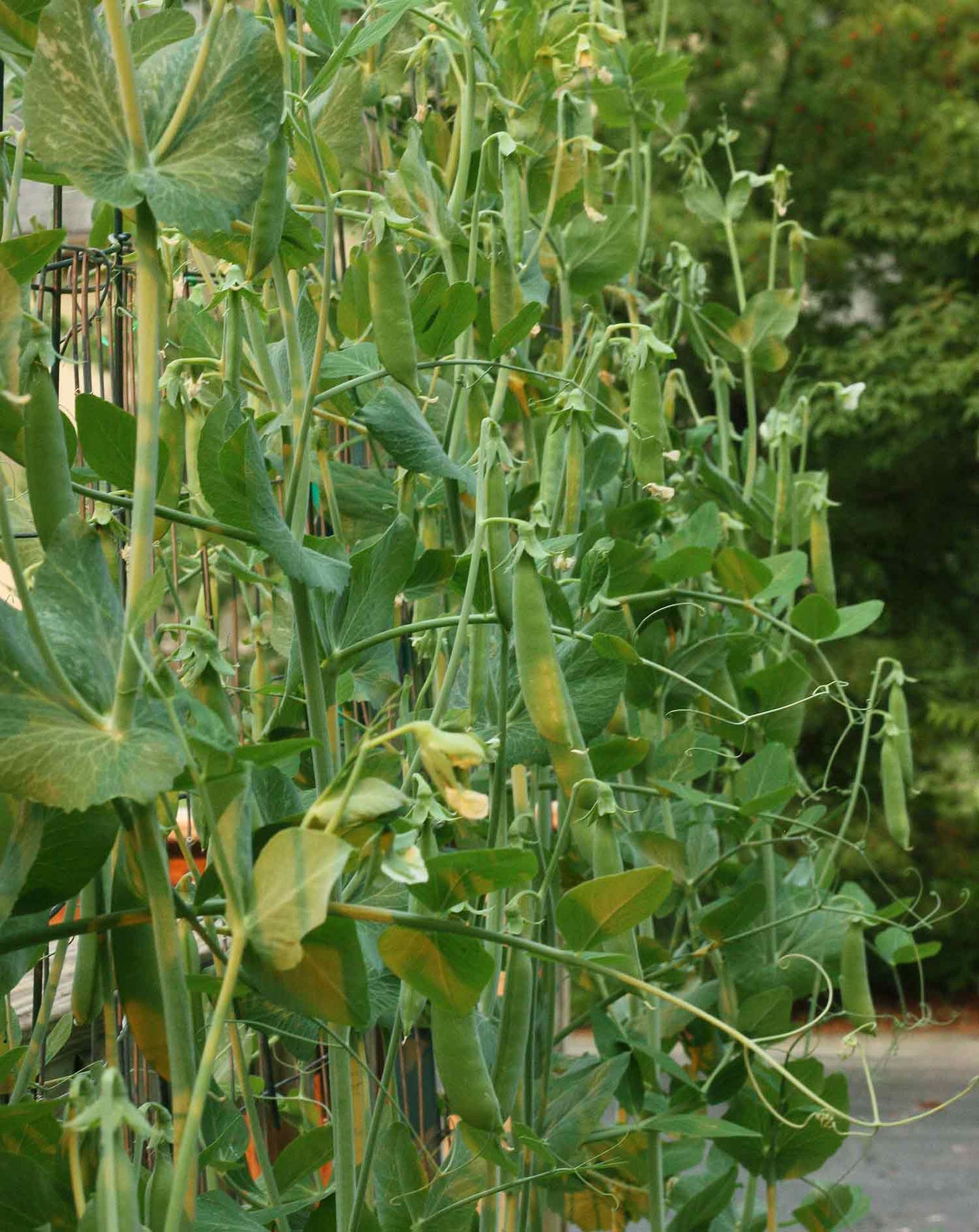 Sugar Daddy Snap Pea