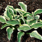 Funky Mouse Hosta