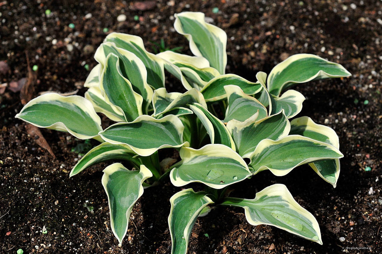 Funky Mouse Hosta