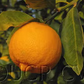 Pomona Sweet Lemon Budwood citrus plant material online shopping