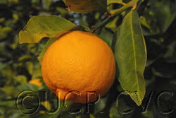 Pomona Sweet Lemon Budwood citrus plant material online shopping