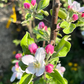 Sweet Sixteen Apple Tree Flowers