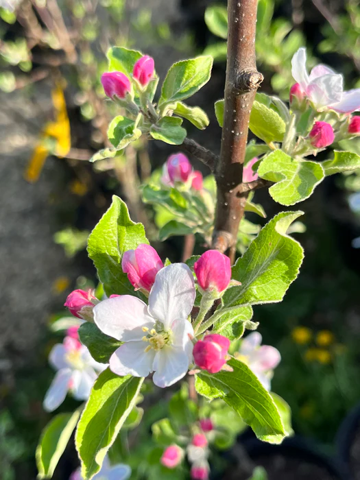 Sweet Sixteen Apple Tree Flowers