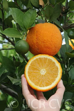 Rex Union Grapefruit Budwood