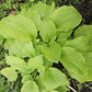 Honey Pie Hosta Plants online shopping