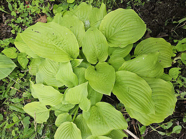 Honey Pie Hosta Plants online shopping