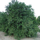 Encore Mandarin Budwood citrus plant material online shopping