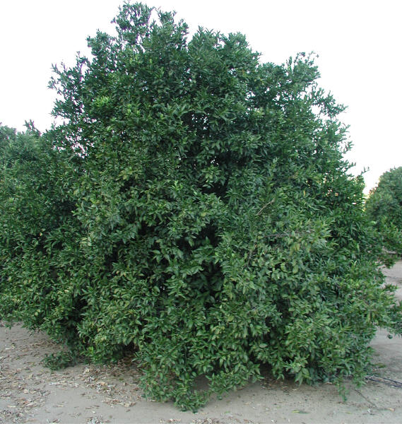 Encore Mandarin Budwood citrus plant material online shopping