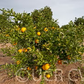 Gillemberg Navel Orange Budwood citrus plant material online shopping