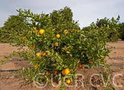 Gillemberg Navel Orange Budwood citrus plant material online shopping