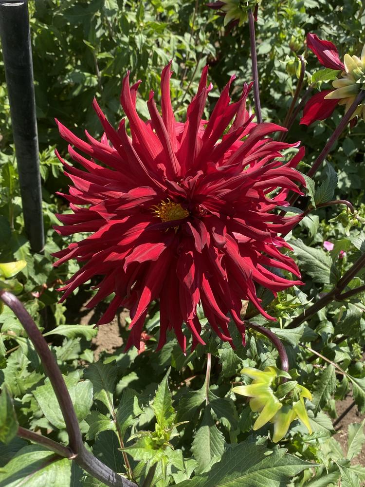 Dr Les Dahlia Plants online shopping