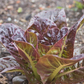 Breen Pelleted Lettuce