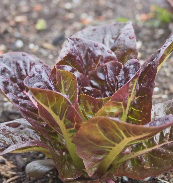 Breen Pelleted Lettuce