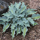 Waterslide Hosta Plants online shopping