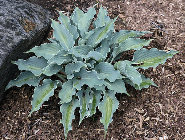 Waterslide Hosta Plants online shopping