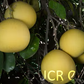 Thong Dee Pummelo Budwood citrus plant material online shopping