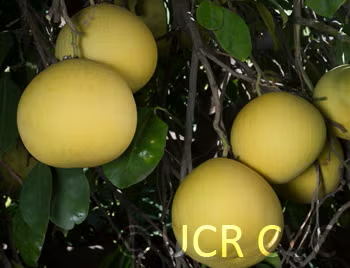Thong Dee Pummelo Budwood citrus plant material online shopping