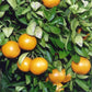Orlando Tangelo Mandarin Budwood citrus plant material online shopping