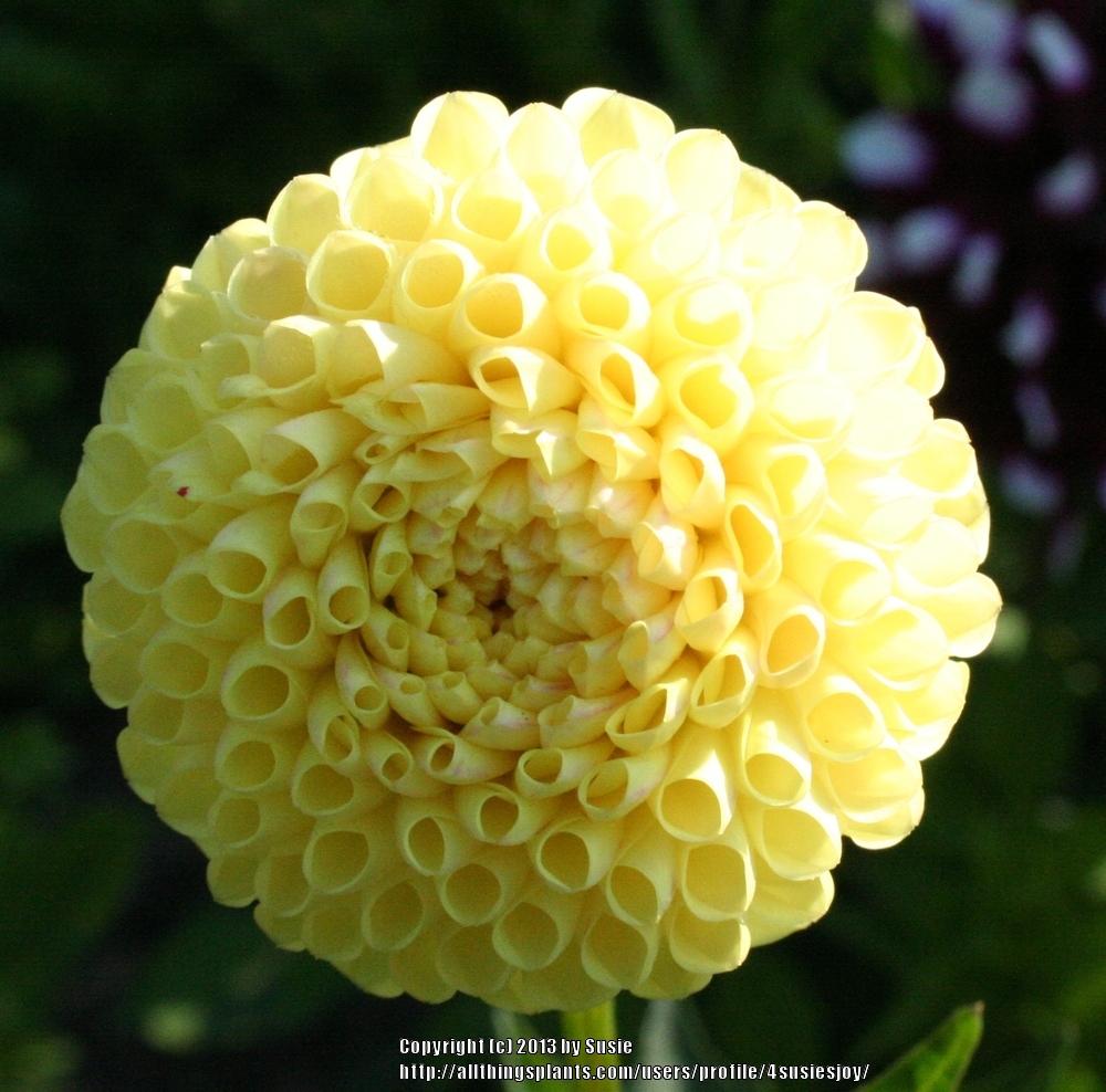 Little Scottie Dahlia