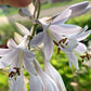Trendsetter Hosta Plants online shopping