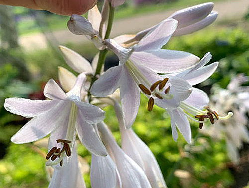 Trendsetter Hosta Plants online shopping
