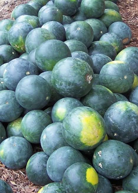Sugar Baby Organic Watermelon