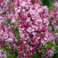 Tinkerbelle® Lilac Standard lilac plant online shopping