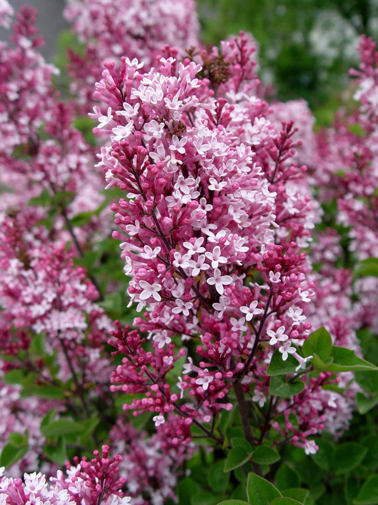 Tinkerbelle® Lilac Standard lilac plant online shopping