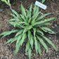 Zucchini Fries Hosta Plants online shopping